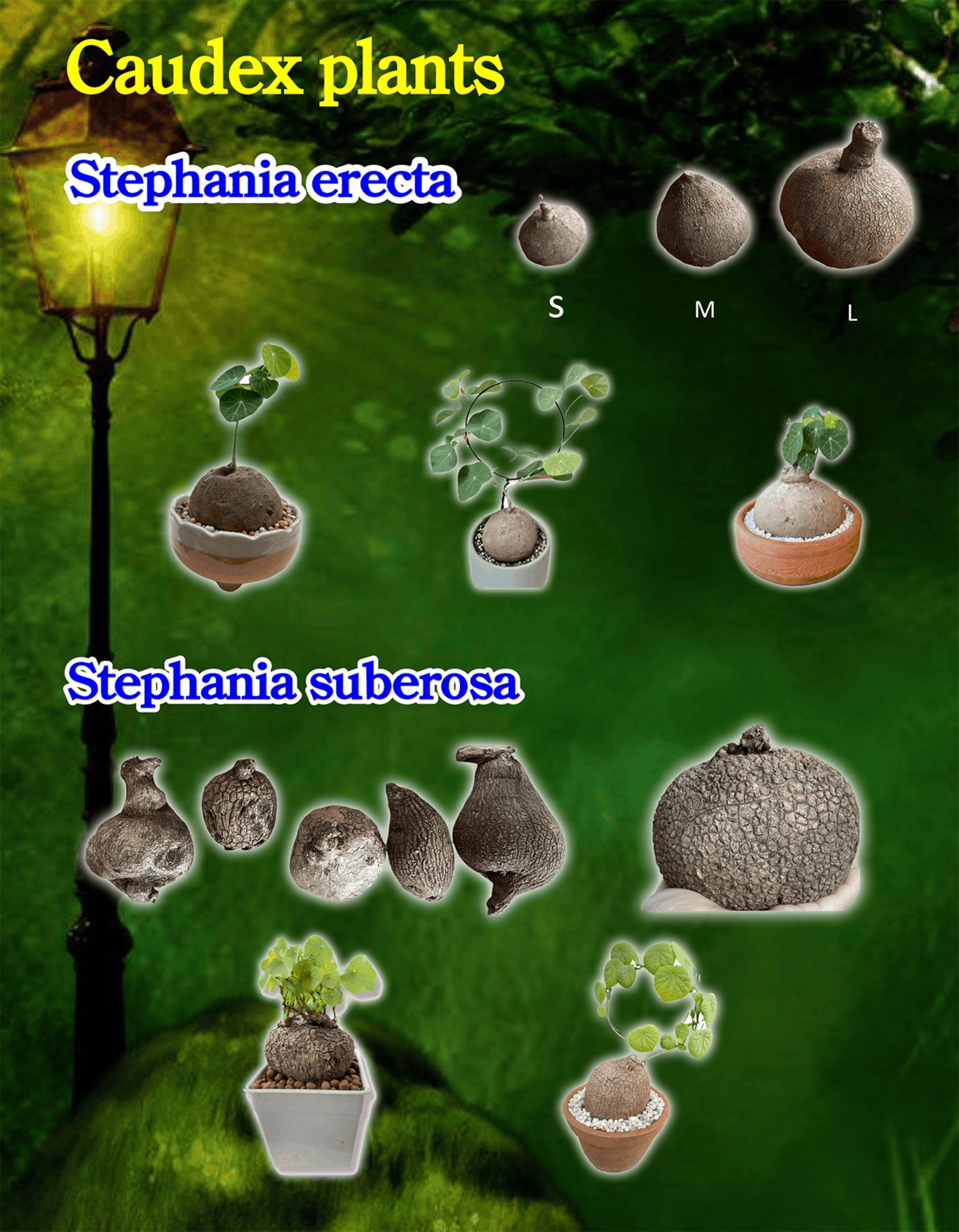 Caudex plants